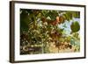 Ripe Kiwi Fruits-Lamarinx-Framed Photographic Print