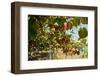 Ripe Kiwi Fruits-Lamarinx-Framed Photographic Print