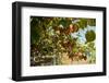 Ripe Kiwi Fruits-Lamarinx-Framed Photographic Print