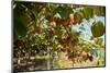 Ripe Kiwi Fruits-Lamarinx-Mounted Photographic Print