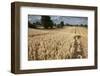 Ripe Oat Crop with Combine Harvester in Distance, Ellingstring, North Yorkshire, UK, August-Paul Harris-Framed Photographic Print