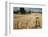 Ripe Oat Crop with Combine Harvester in Distance, Ellingstring, North Yorkshire, UK, August-Paul Harris-Framed Photographic Print