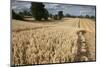 Ripe Oat Crop with Combine Harvester in Distance, Ellingstring, North Yorkshire, UK, August-Paul Harris-Mounted Photographic Print