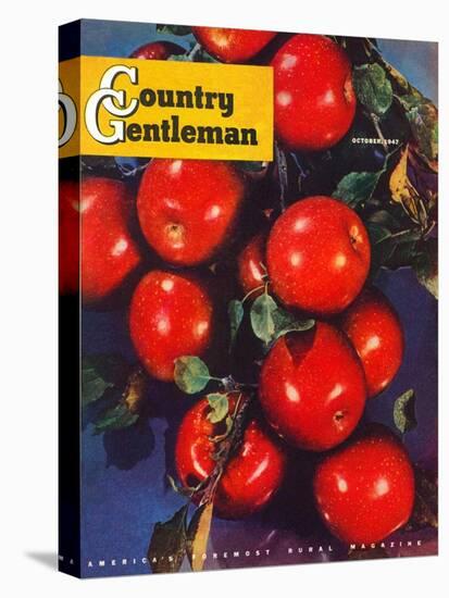 "Ripe Red Apples," Country Gentleman Cover, October 1, 1947-Jon Fujita-Stretched Canvas