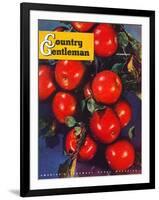 "Ripe Red Apples," Country Gentleman Cover, October 1, 1947-Jon Fujita-Framed Giclee Print