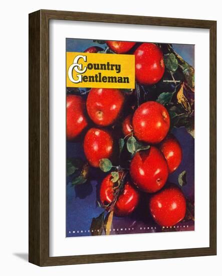 "Ripe Red Apples," Country Gentleman Cover, October 1, 1947-Jon Fujita-Framed Giclee Print