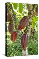 Ripe Red Cacao Pods, Agouti Cacao Farm, Punta Gorda, Belize-Cindy Miller Hopkins-Stretched Canvas