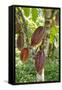 Ripe Red Cacao Pods, Agouti Cacao Farm, Punta Gorda, Belize-Cindy Miller Hopkins-Framed Stretched Canvas