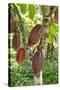 Ripe Red Cacao Pods, Agouti Cacao Farm, Punta Gorda, Belize-Cindy Miller Hopkins-Stretched Canvas