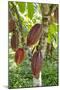 Ripe Red Cacao Pods, Agouti Cacao Farm, Punta Gorda, Belize-Cindy Miller Hopkins-Mounted Photographic Print