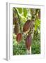 Ripe Red Cacao Pods, Agouti Cacao Farm, Punta Gorda, Belize-Cindy Miller Hopkins-Framed Photographic Print