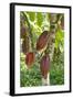 Ripe Red Cacao Pods, Agouti Cacao Farm, Punta Gorda, Belize-Cindy Miller Hopkins-Framed Photographic Print