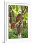 Ripe Red Cacao Pods, Agouti Cacao Farm, Punta Gorda, Belize-Cindy Miller Hopkins-Framed Photographic Print