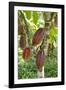 Ripe Red Cacao Pods, Agouti Cacao Farm, Punta Gorda, Belize-Cindy Miller Hopkins-Framed Photographic Print