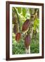 Ripe Red Cacao Pods, Agouti Cacao Farm, Punta Gorda, Belize-Cindy Miller Hopkins-Framed Photographic Print