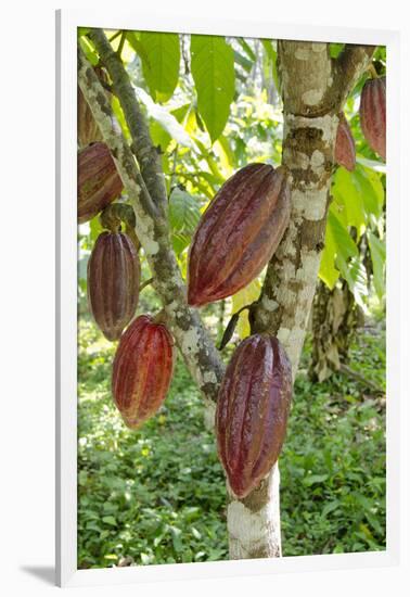 Ripe Red Cacao Pods, Agouti Cacao Farm, Punta Gorda, Belize-Cindy Miller Hopkins-Framed Photographic Print