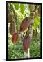 Ripe Red Cacao Pods, Agouti Cacao Farm, Punta Gorda, Belize-Cindy Miller Hopkins-Framed Photographic Print