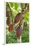 Ripe Red Cacao Pods, Agouti Cacao Farm, Punta Gorda, Belize-Cindy Miller Hopkins-Framed Premium Photographic Print