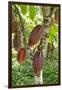 Ripe Red Cacao Pods, Agouti Cacao Farm, Punta Gorda, Belize-Cindy Miller Hopkins-Framed Premium Photographic Print