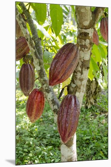 Ripe Red Cacao Pods, Agouti Cacao Farm, Punta Gorda, Belize-Cindy Miller Hopkins-Mounted Premium Photographic Print