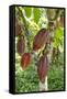 Ripe Red Cacao Pods, Agouti Cacao Farm, Punta Gorda, Belize-Cindy Miller Hopkins-Framed Stretched Canvas