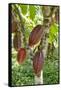 Ripe Red Cacao Pods, Agouti Cacao Farm, Punta Gorda, Belize-Cindy Miller Hopkins-Framed Stretched Canvas