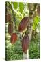 Ripe Red Cacao Pods, Agouti Cacao Farm, Punta Gorda, Belize-Cindy Miller Hopkins-Stretched Canvas
