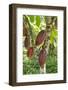 Ripe Red Cacao Pods, Agouti Cacao Farm, Punta Gorda, Belize-Cindy Miller Hopkins-Framed Photographic Print