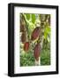 Ripe Red Cacao Pods, Agouti Cacao Farm, Punta Gorda, Belize-Cindy Miller Hopkins-Framed Photographic Print