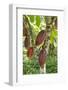 Ripe Red Cacao Pods, Agouti Cacao Farm, Punta Gorda, Belize-Cindy Miller Hopkins-Framed Photographic Print