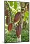 Ripe Red Cacao Pods, Agouti Cacao Farm, Punta Gorda, Belize-Cindy Miller Hopkins-Mounted Photographic Print