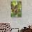 Ripe Red Cacao Pods, Agouti Cacao Farm, Punta Gorda, Belize-Cindy Miller Hopkins-Stretched Canvas displayed on a wall