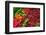 Ripe Red Thai Peppers Display-null-Framed Art Print