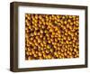 Ripe Soybeans-Chuck Haney-Framed Photographic Print