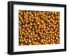 Ripe Soybeans-Chuck Haney-Framed Photographic Print