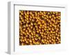 Ripe Soybeans-Chuck Haney-Framed Photographic Print