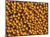 Ripe Soybeans-Chuck Haney-Mounted Photographic Print