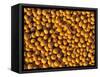 Ripe Soybeans-Chuck Haney-Framed Stretched Canvas