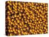 Ripe Soybeans-Chuck Haney-Stretched Canvas