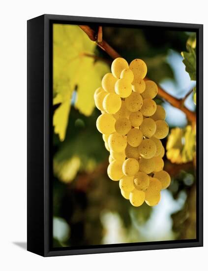 Ripe White Wine Grapes on Vine (Grüner Veltliner, Lower Austria)-Herbert Lehmann-Framed Stretched Canvas