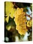 Ripe White Wine Grapes on Vine (Grüner Veltliner, Lower Austria)-Herbert Lehmann-Stretched Canvas