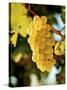 Ripe White Wine Grapes on Vine (Grüner Veltliner, Lower Austria)-Herbert Lehmann-Stretched Canvas