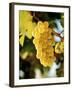 Ripe White Wine Grapes on Vine (Grüner Veltliner, Lower Austria)-Herbert Lehmann-Framed Photographic Print