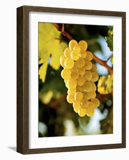 Ripe White Wine Grapes on Vine (Grüner Veltliner, Lower Austria)-Herbert Lehmann-Framed Photographic Print