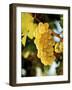 Ripe White Wine Grapes on Vine (Grüner Veltliner, Lower Austria)-Herbert Lehmann-Framed Photographic Print