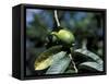 Ripening Guava Fruit, Wilson Botanical Gardens, San Vito, Costa Rica-Cindy Miller Hopkins-Framed Stretched Canvas