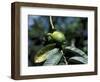 Ripening Guava Fruit, Wilson Botanical Gardens, San Vito, Costa Rica-Cindy Miller Hopkins-Framed Photographic Print