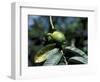 Ripening Guava Fruit, Wilson Botanical Gardens, San Vito, Costa Rica-Cindy Miller Hopkins-Framed Photographic Print