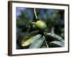 Ripening Guava Fruit, Wilson Botanical Gardens, San Vito, Costa Rica-Cindy Miller Hopkins-Framed Photographic Print