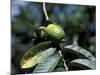 Ripening Guava Fruit, Wilson Botanical Gardens, San Vito, Costa Rica-Cindy Miller Hopkins-Mounted Photographic Print